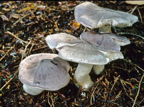 tricholoma|tricholoma myomyces.